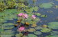 Nelumbo Nucifera - 5 Seeds - Sacred Indian Lotus - Water Lily - Aquatic Plant