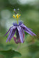 Passiflora umbilicata - Beautiful Passion Vines Fruit - Purple Climber - 5 Seeds