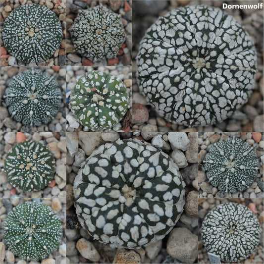 Astrophytum Mix - Living Rock Star Plant Cactus - 10 Mix Seeds
