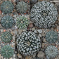 Astrophytum Mix - Living Rock Star Plant Cactus - 10 Mix Seeds