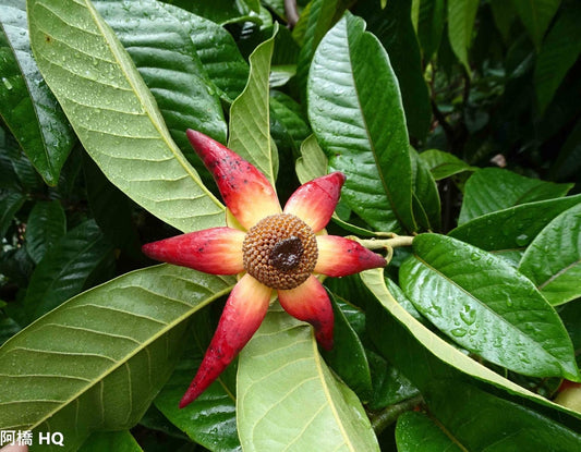 Uvaria Grandiflora - Arbusto Raro - Frutti Medici - 5 Semi - Semillas Graines семена