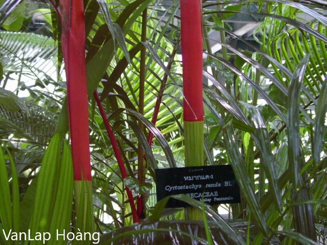 Cyrtostachys Renda - 10 Seeds - Red Sealing - Wax Palm - Lipstick Palm