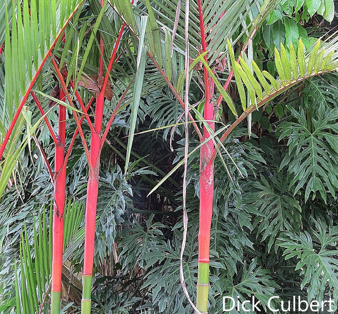 Cyrtostachys Renda - 10 Seeds - Red Sealing - Wax Palm - Lipstick Palm