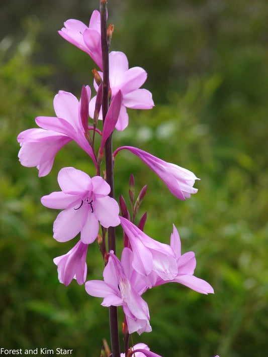 Watsonia Borbonica - Cape Bugle-Lily - Flor Rosa - 10 Sementes