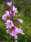 Watsonia Borbonica - Cape Bugle-Lily - Pink Flower - 10 Seeds