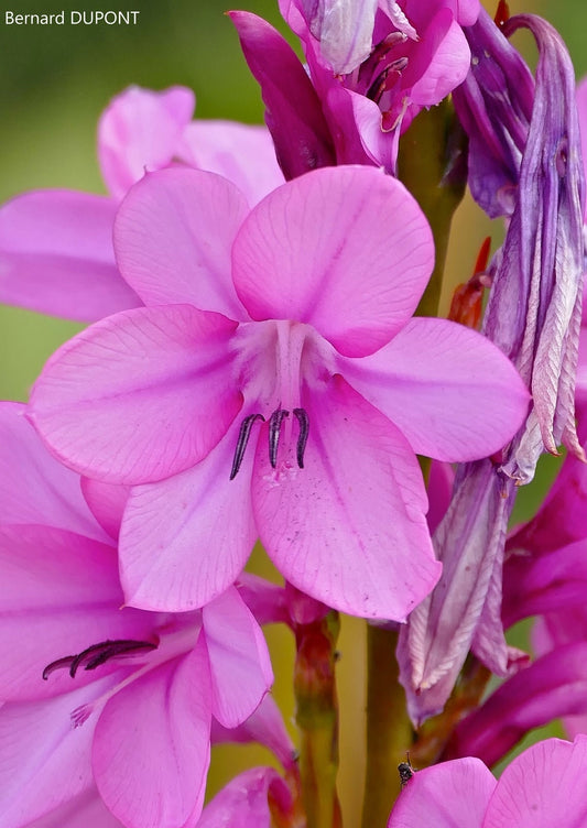 Watsonia Borbonica - Cape Bugle-Lily - Fiore Rosa - 10 Semi
