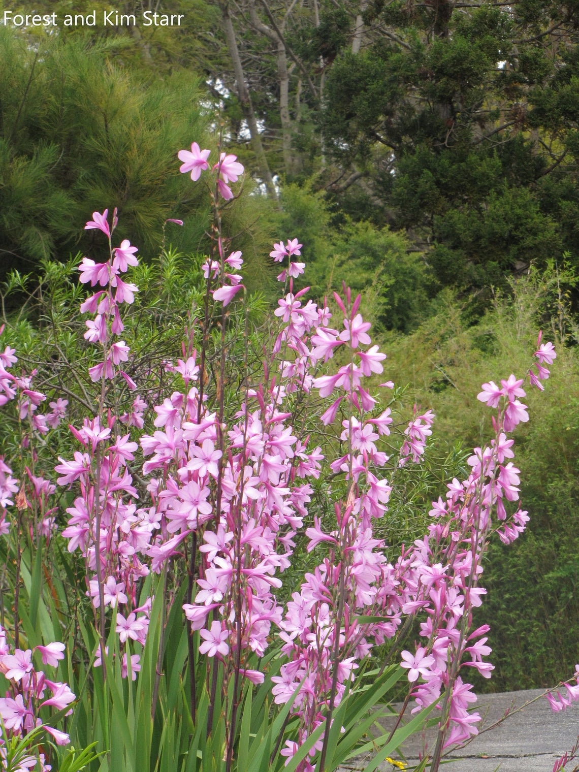 Watsonia Borbonica - Cape Bugle-Lily - Pink Flower - 10 Seeds