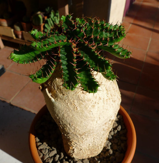 EuphorbiaStellata-ユニークなクラゲの頭多肉植物-珍しい-3シード