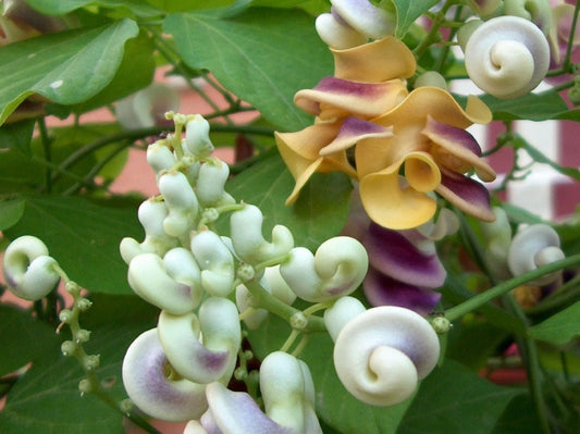 Vigna Caracalla-Corkscrew Vine Flower-Snail Flower-5 Seeds