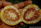 Ficus Punctata - Climbing Liana Spectacular Spotted Orange Fruits - 10 Seeds * RARE