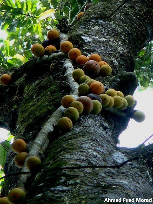 Ficus Punctata - Liana Escalada Espetacular Frutas Laranja Pintada - 10 Sementes * RARO