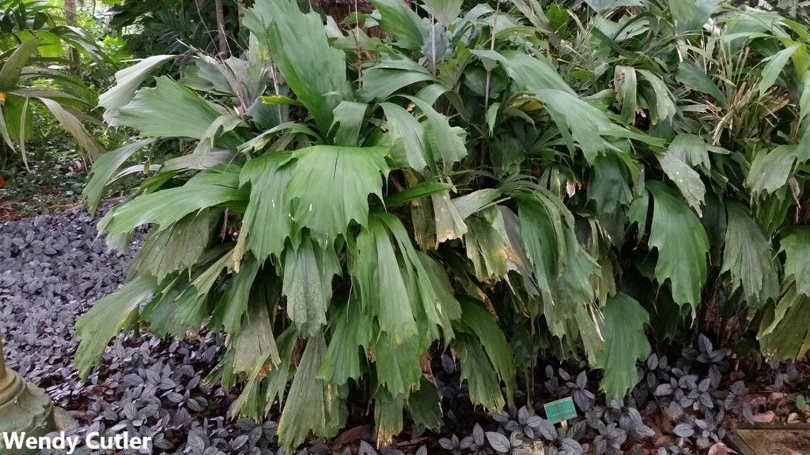 Arenga Hookeriana - Hooker Fishtail Palm - 10 Seeds