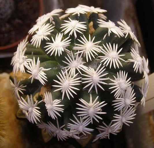 Escobaria Abdita - Bola Gloriosa de Flores - Cacto Inusitado - 5 Sementes