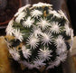 Escobaria Abdita - Glorious Ball oF Flowers - Unusual Cactus - 5 Seeds