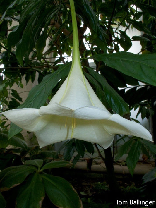 OsaPulchra-最も希少な植物の1つ-素晴らしい花-2つの種子