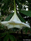 Osa Pulchra - One oF The Most Rarest Plant - Amazing Flowers - 2 Seeds