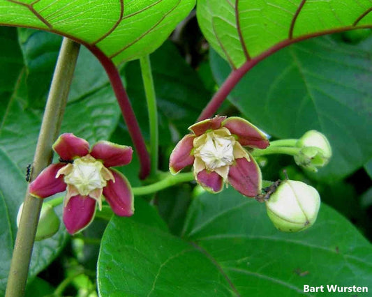 Mondia Whitei - Gondolosi - Medicinal Plant - Very Rare - 5 Seeds