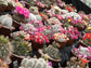 Mammillaria Mix - Mix Species Cactus - 20 Seeds