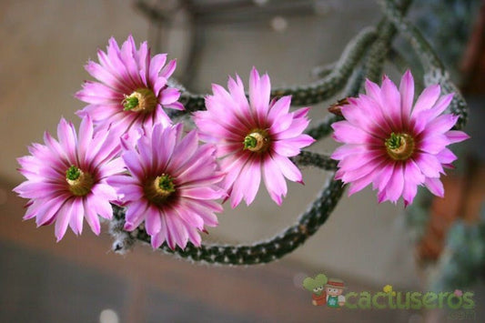 Echinocereus Poselgeri - 10 semi - Dahlia Cactus - Incredibili fiori rosa - Limitato