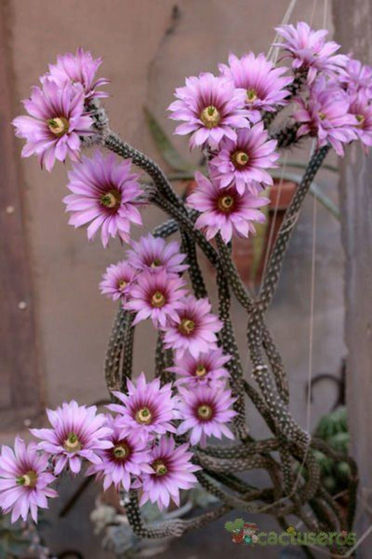 Echinocereus Poselgeri - 10 sementes - Dahlia Cactus - Amazing Pink Flowers - Limited