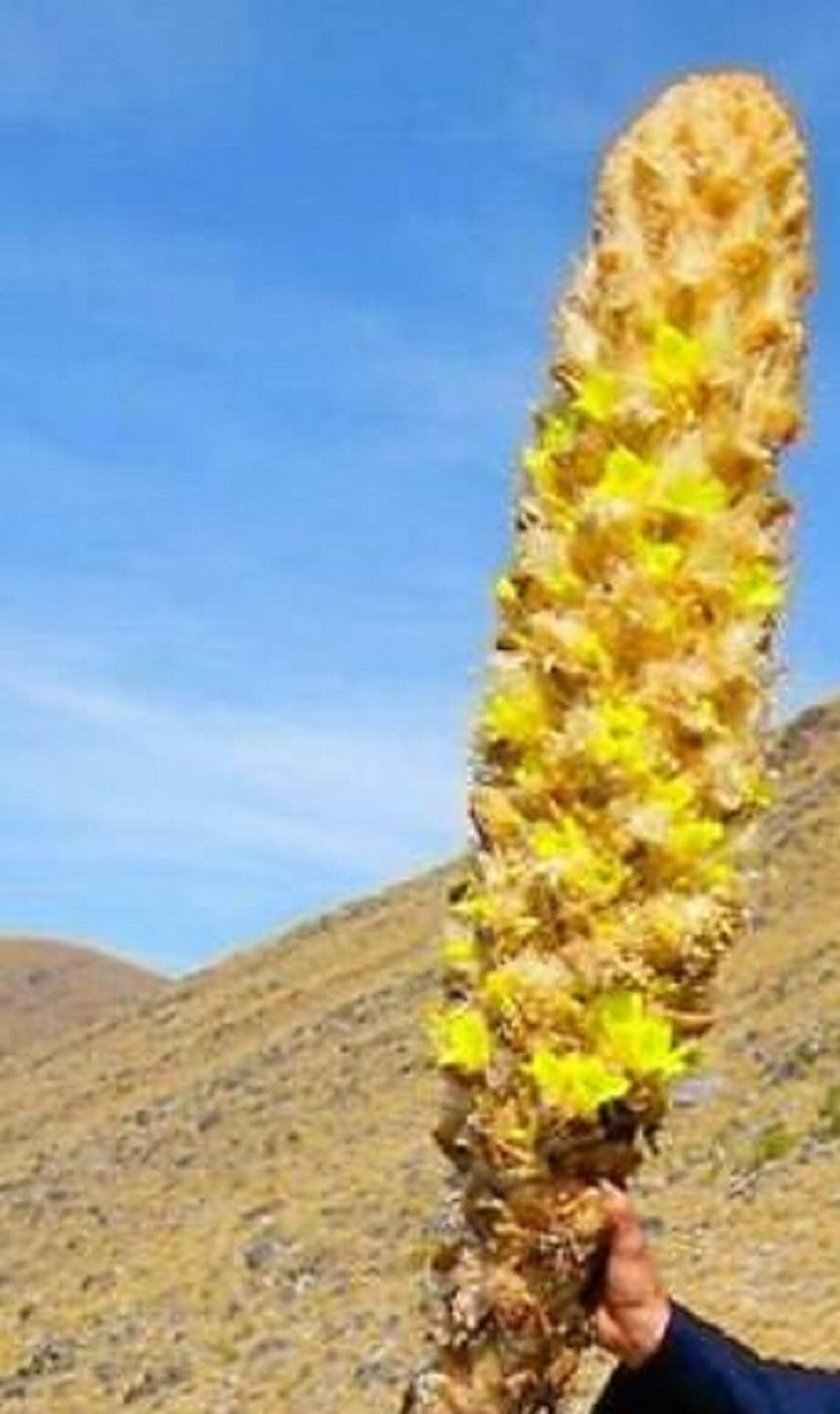 Puya Yakespala - Yakespala Bromeliad - Yellow Desert Bromeliad - 10 Seeds