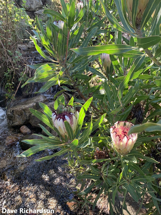 Protea Burchellii - Sugarbush di Burchell - Fiore di arbusto - 3 semi Semillas Graines семена