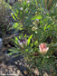 Protea Burchellii - Burchell's Sugarbush - Shrub Flower - 3 Seeds Semillas Graines семена