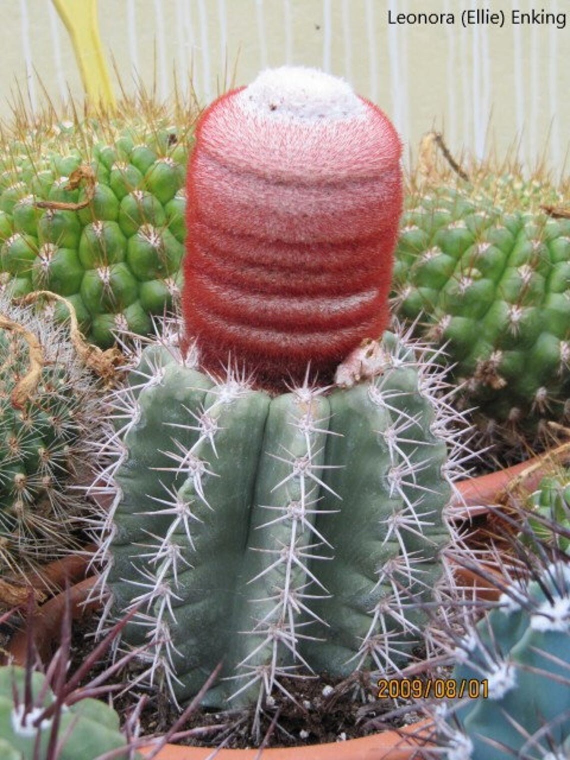 Melocactus MIX -10 Sementes - Cacto Flor de Melão - Cacto de Fruto de Chapéu de Turco