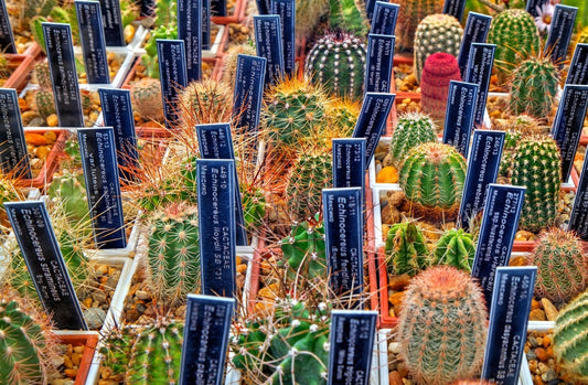 Echinocereus Mix / 20 semi - Cactus riccio - Facile da coltivare