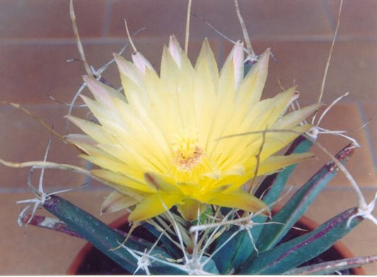 Leuchtenbergia Principis - Unico Agave Prisma Cactus - Raro - 10 Semi