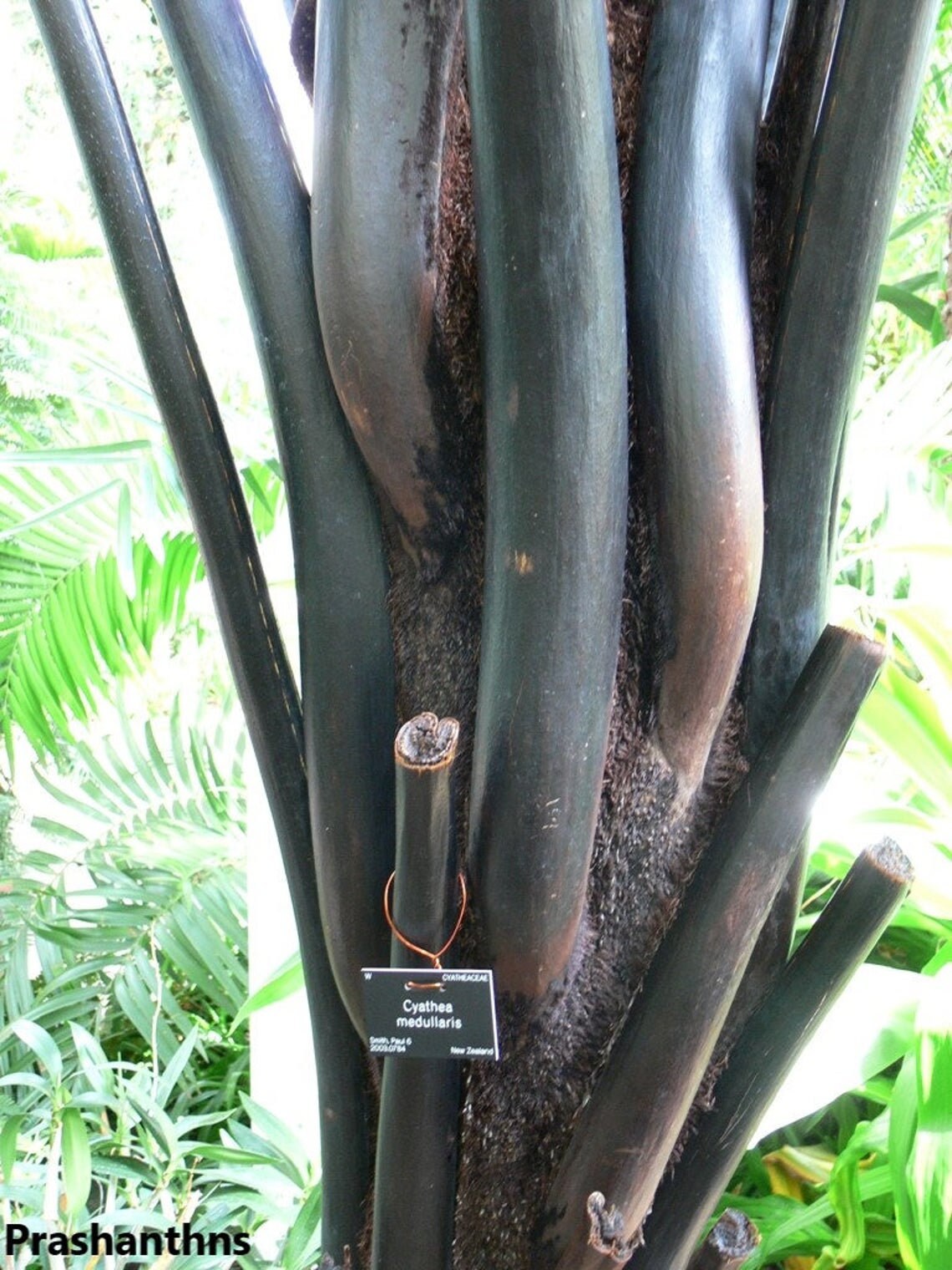 Cyathea Medularis - Black Tree Fern - 10 sementes