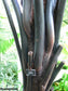 Cyathea Medullaris - Black Tree Fern - 10 Seeds