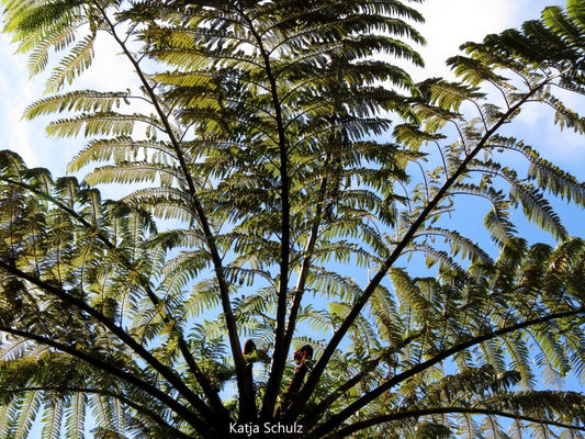 Cyathea Medullaris - Felce arborea nera - 10 semi
