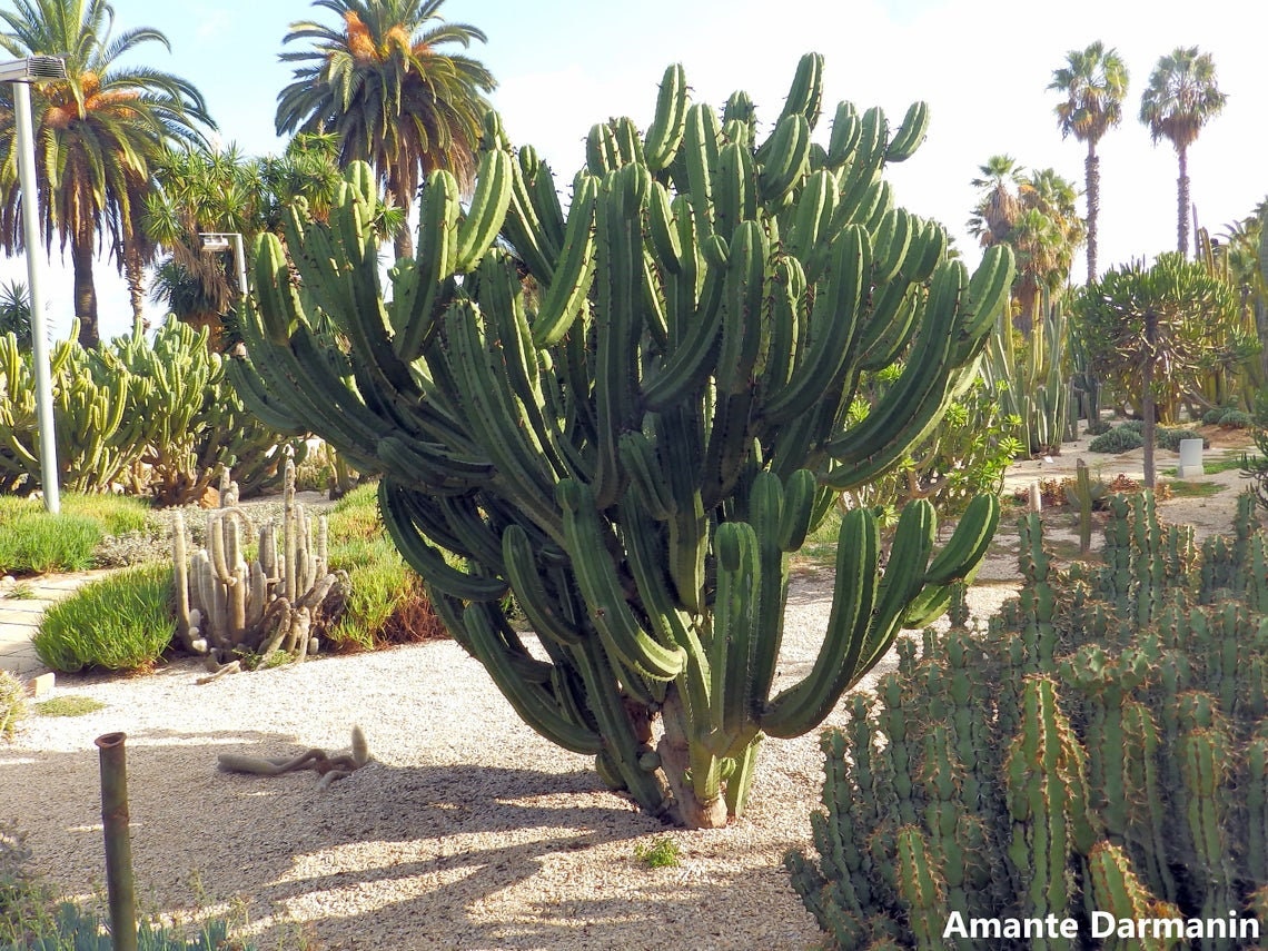 Polaskia Chichipe - Tree-Cactus - Edible Fruits - Yellow Flowers - 20 Seeds