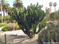 Polaskia Chichipe - Tree-Cactus - Edible Fruits - Yellow Flowers - 20 Seeds