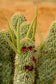 Hoodia Pilifera -South Africa Guaap - Rare Cactus Plant - 3 seeds