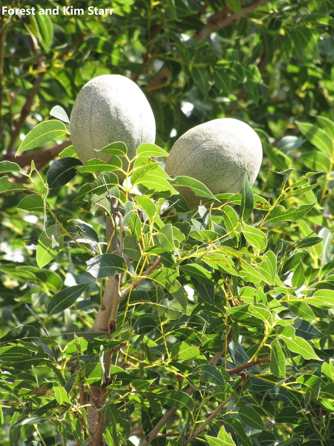Swietenia Mahagoni - American Mahogany Wood - West Indian Mahogany- 5 Seeds