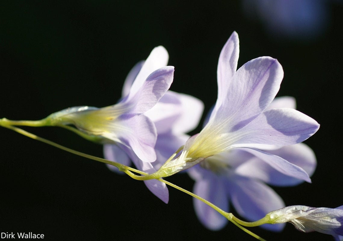 Ixia Rapunculoides - Delile Royal Corn-lily - Perfect Garden Flower - Raro - 5 Sementes