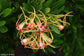 Strophanthus Speciosus - The Forest Poison Rope - Climber - 10 Seeds
