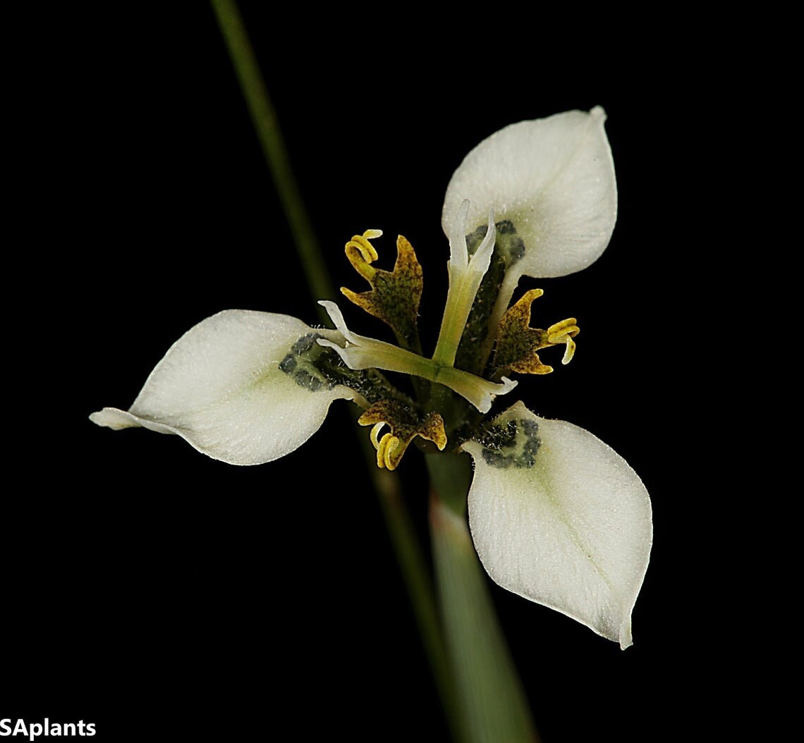 Moraea Unguiculata - White Cream Flowers -Rare - 5 Seeds