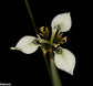 Moraea Unguiculata - Flores Creme Branco - Raro - 5 Sementes