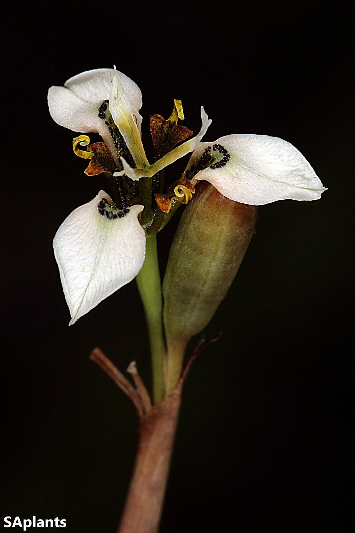 Moraea Unguiculata - White Cream Flowers -Rare - 5 Seeds