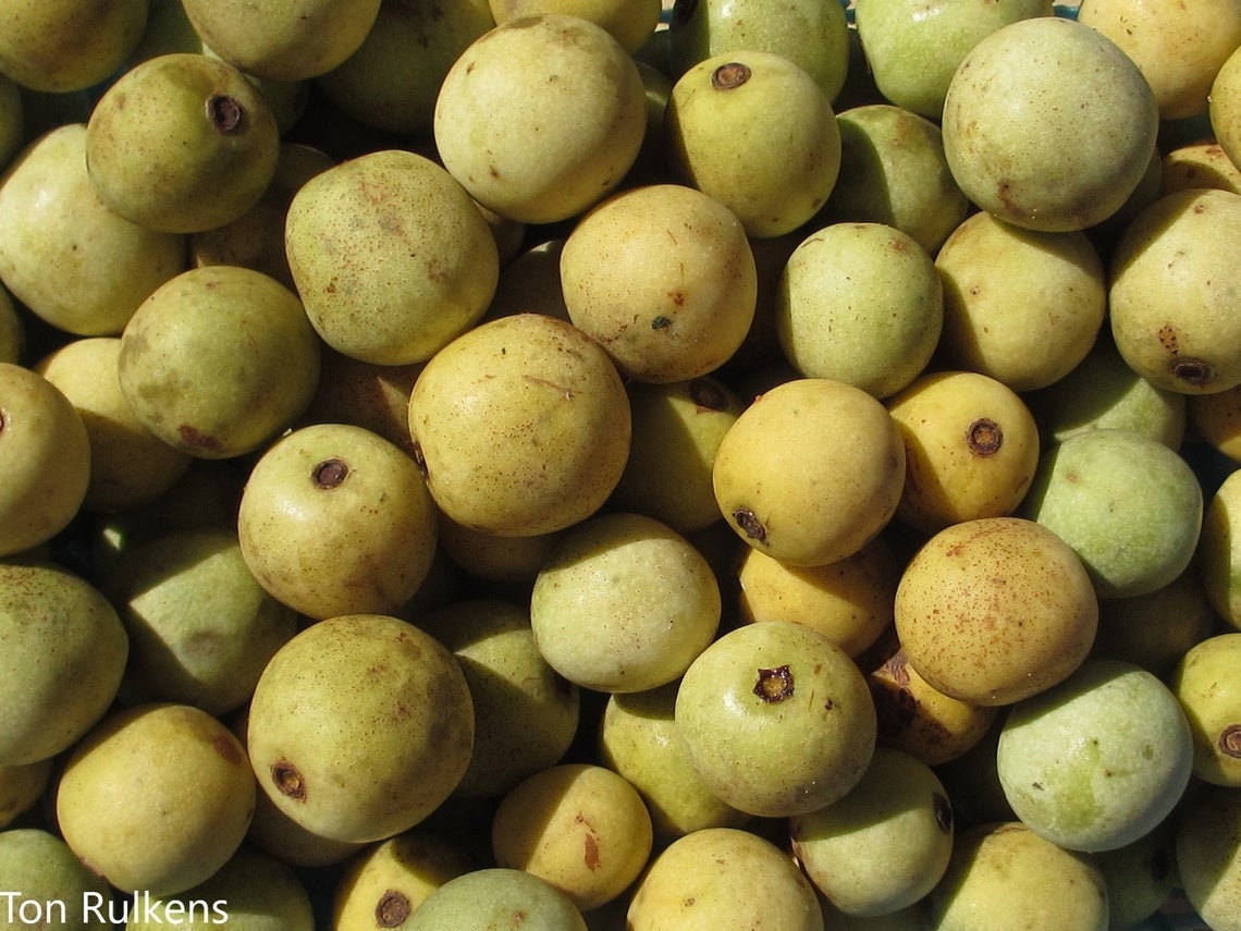 Sclerocarya birrea ssp. caffra - Marula Beer Fruit - Amarula - Rare - 3 Seeds