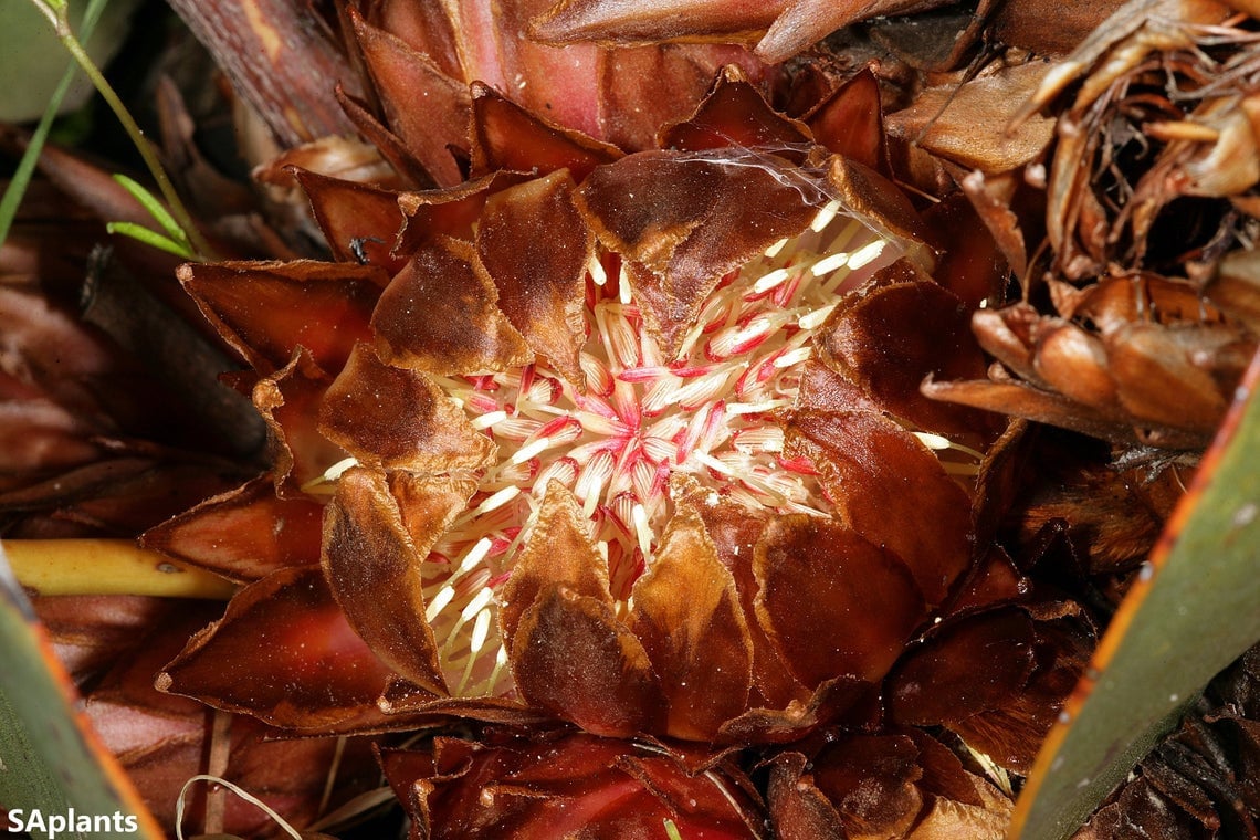 Protea Cordata - Heart-Leaf Sugarbush - Ground Level Protea Flower - 3 Seeds