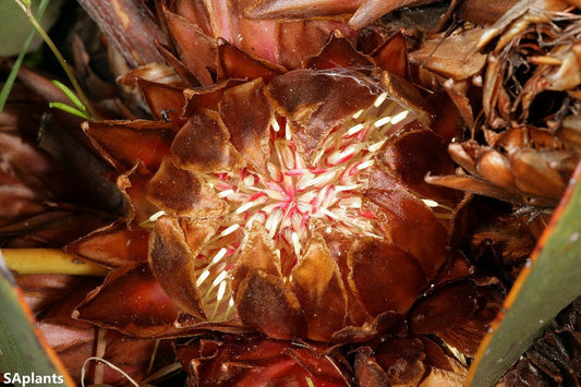 Protea Cordata - Heart-Leaf Sugarbush - Flor Protea ao nível do solo - 3 sementes