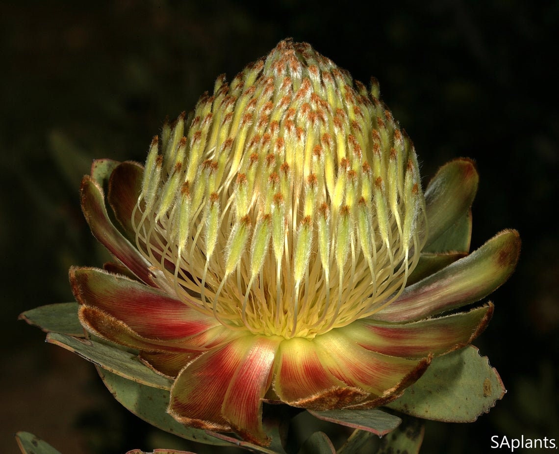 Protea Glabra - The Clanwilliam Sugarbush Chestnut - Rare Plant - 3 Seeds