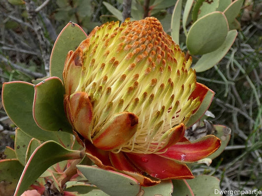 Protea Glabra - The Clanwilliam Sugarbush Chestnut - Planta Rara - 5 Sementes
