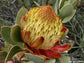 Protea Glabra - The Clanwilliam Sugarbush Chestnut - Rare Plant - 3 Seeds