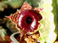 Huernia Zebrina - The Little Owl - Royal Succulent - 5 Seeds