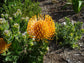 Leucospermum Patersonii - South Coast Silveredge Pincushion - 3 Seeds